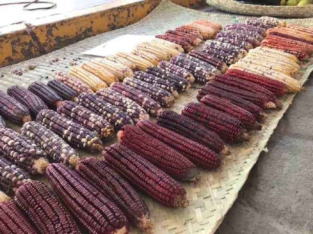 Mole de maíz para los dioses  Receta del Mtro. Roberto Hernández González 