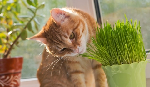 ¿Las tienes en casa? Estas plantas pueden ser peligrosas para tu gato