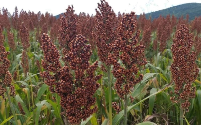 El precio del sorgo bajó este año.