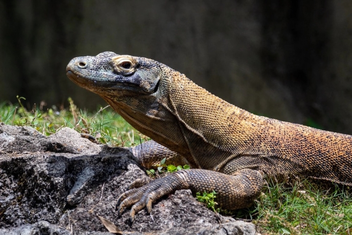 El dragón de Komodo camina hacia la extinción y el atún rojo se salva de momento