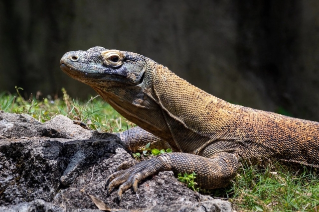 El dragón de Komodo camina hacia la extinción y el atún rojo se salva de momento