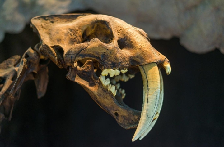 Fósiles de felinos en África revelan misterios de nuestra evolución