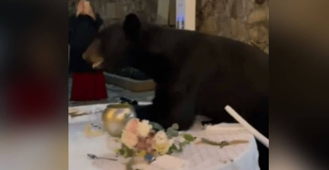 Oso interrumpe boda e invade las mesas.