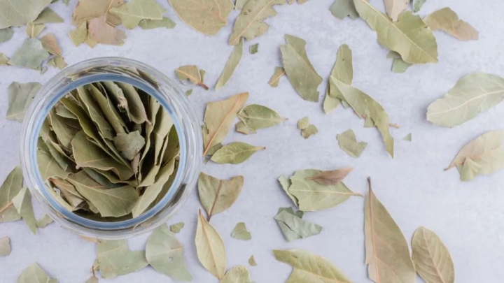 Elimina los malos olores de tu casa con este sencillo tip con hojas de laurel