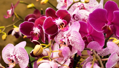 El método correcto para regar orquídeas y evitar que se marchiten