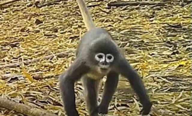 Descubren mono de ojeras blancas en el Mekong