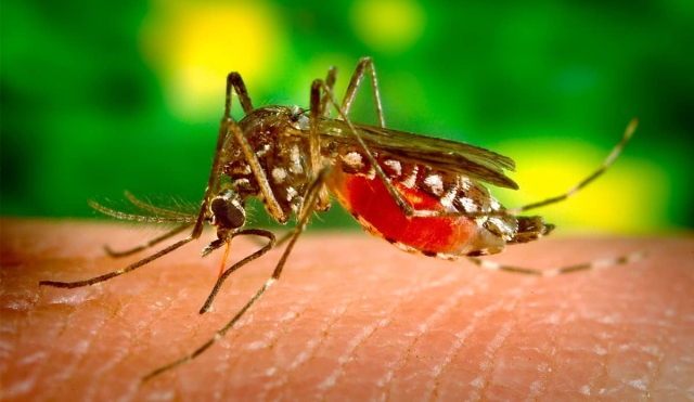 Detectan incremento de casos de dengue en Miacatlán