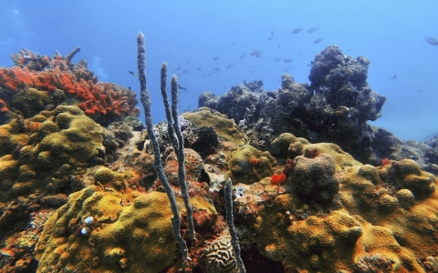Calentamiento de los océanos se acelera; cuadruplica su ritmo