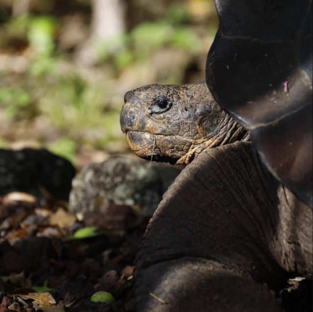 Nueva especie de tortuga es descubierta en Ecuador