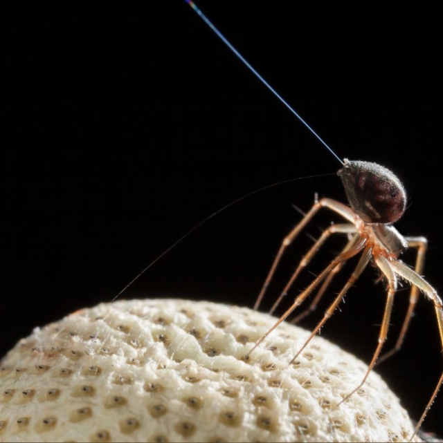 Las arañas son capaces de volar usando las cargas eléctricas atmosféricas