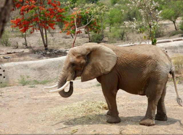 Así es el elefante que será trasladado a CDMX desde Morelos para acompañar a &#039;Ely&#039;