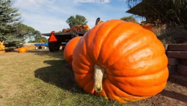 Boom de sabor: Calabaza colosal rompe récord guiness