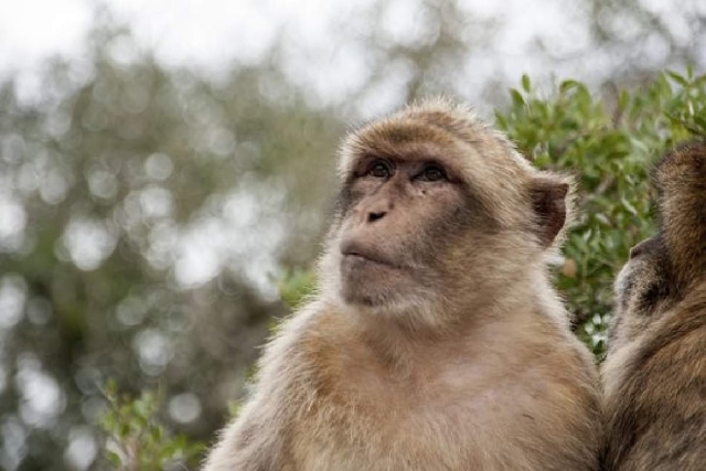 Un estudio descubre los mecanismos neuronales que subyacen al comportamiento de búsqueda de alimento en  animales que se mueven libremente