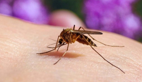 ¿Cómo mantener lejos a los mosquitos en época de lluvias? Dile adiós al zumbido y a las picaduras