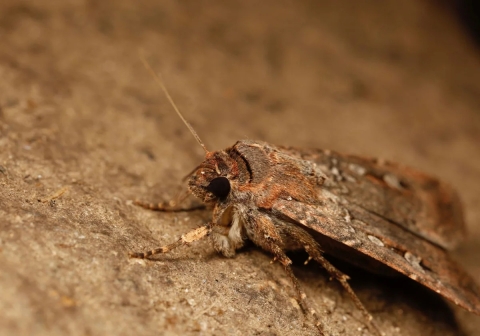 Investigación revela que las polillas Bogong se guían por las estrellas