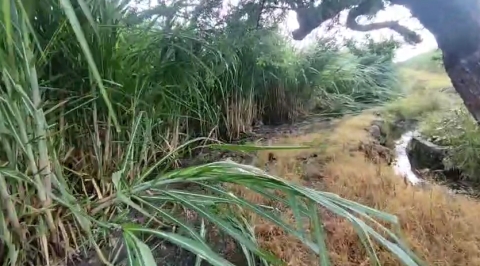 Afectación en cultivos de caña tras tormenta y fuertes vientos en zona sur de Morelos
