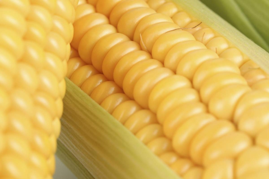 Maíz transgénico y sus diferentes aristas: un desarrollo biotecnológico con implicaciones económicas y sociales 