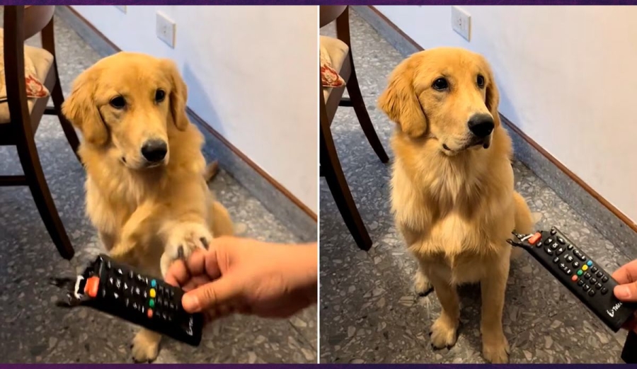 Retó a su perro, lo grabó y su reacción se volvió viral