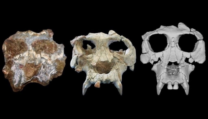 De izquierda a derecha, el fósil poco después del descubrimiento, luego de la preparación inicial y posteriormente, de la reconstrucción virtual. 