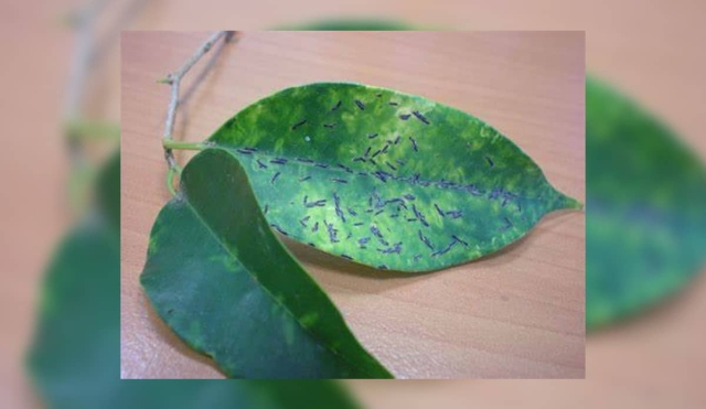 Sin identificar, la plaga que acaba con los ficus de Cuernavaca