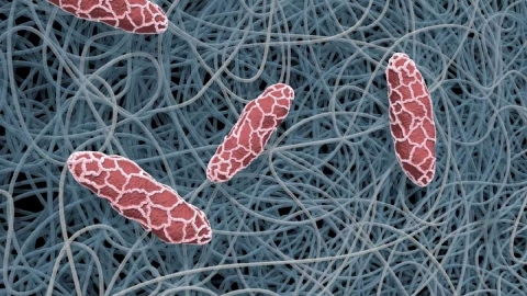 El futuro de la salud: nanofibras que transforman el tratamiento de enfermedades