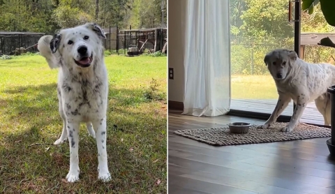 De perro asustado a mascota feliz: su transformación viral te hará llorar