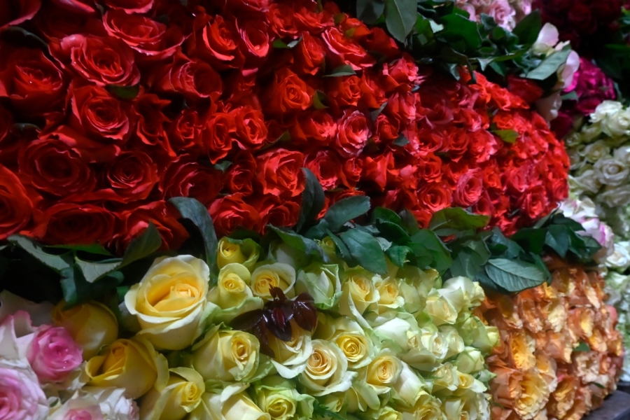 Rosas morelenses, el obsequio perfecto para este 10 de mayo