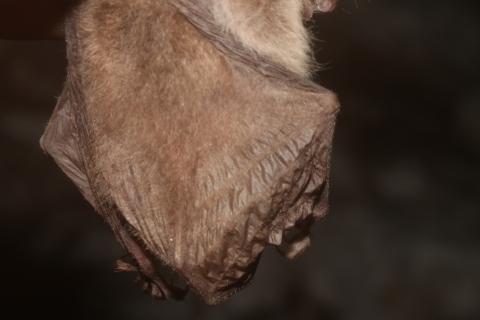 Descubren nueva especie de murciélago en el noreste de México