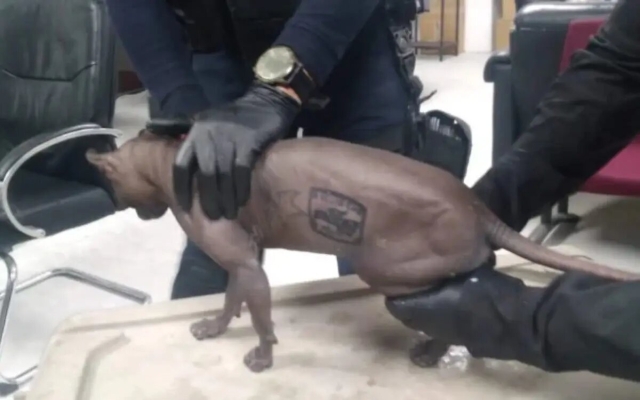 Rescatan a gato egipcio ¡tatuado!; vivía en el penal de Ciudad Juárez
