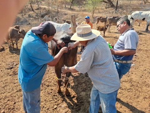 Alertan a ganaderos de Amacuzac por posible caso de gusano barrenador