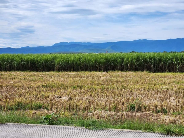 Este año se incrementó la superficie de cultivo de arroz en el estado.