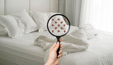 Cómo desinfectar tu colchón y eliminar ácaros de forma fácil en casa