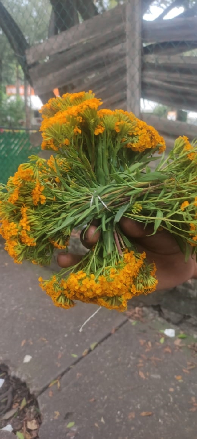 Vender cruces de pericón ya no es negocio