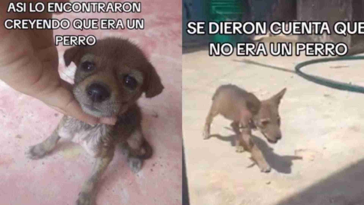 Mujer adopta a perrito callejero sin darse cuenta que era una cría de coyote