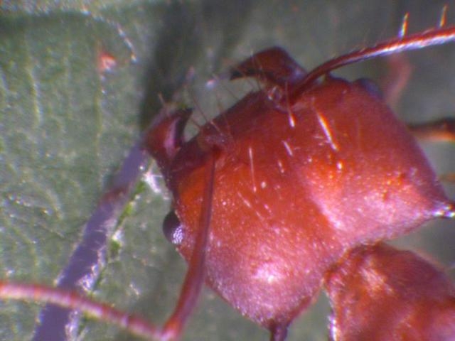 Los dientes de hormiga están diseñados para perforar la piel como un bisturí, revela un estudio