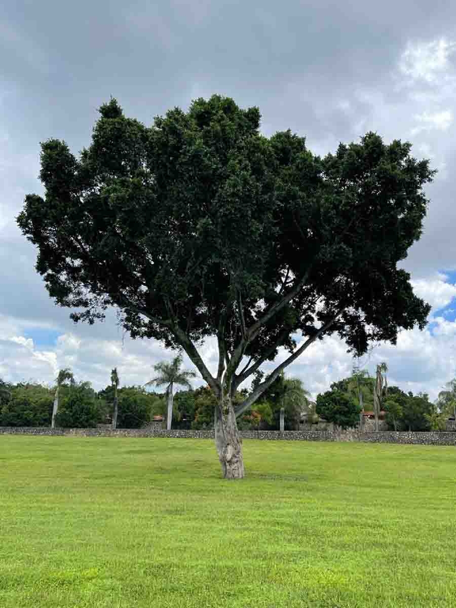 La familia Estrada ha plantado más de un millón de árboles en Cuernavaca