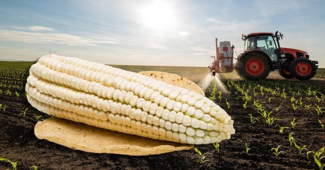 ¡Adiós al maíz transgénico! Se prepara una nueva NOM que prohíbe uso en tortillas
