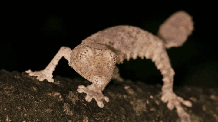 Descubren en Madagascar un gecko casi invisible