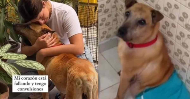 Joven despide a su mascota en Tiktok y hace llorar a internautas