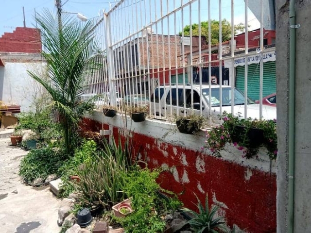 Todas las plantas y macetas están en la casa de la señora Griselda, una vecina que las está cuidando para que, una vez recuperadas, se reintegren a la vía pública. 