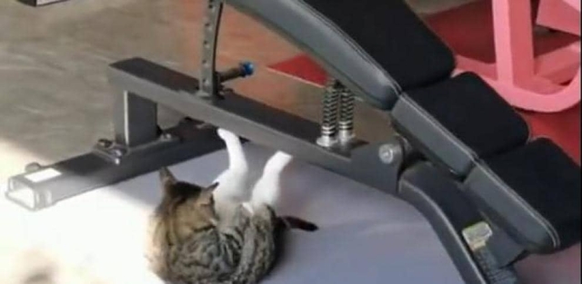 Gato se ejercita haciendo abdominales.