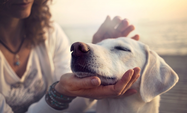 ¿Cuándo y por qué se celebra el Día del Perro en México?