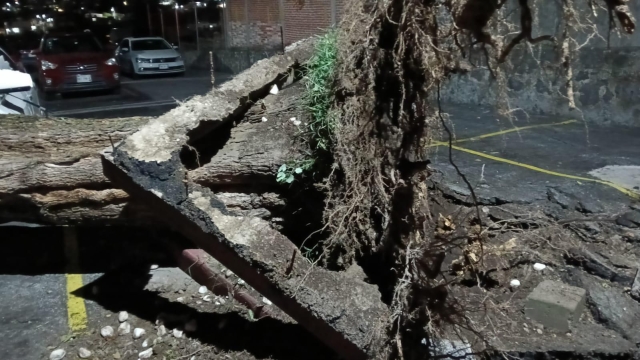 Seprac en alerta por caída de árboles en Cuernavaca