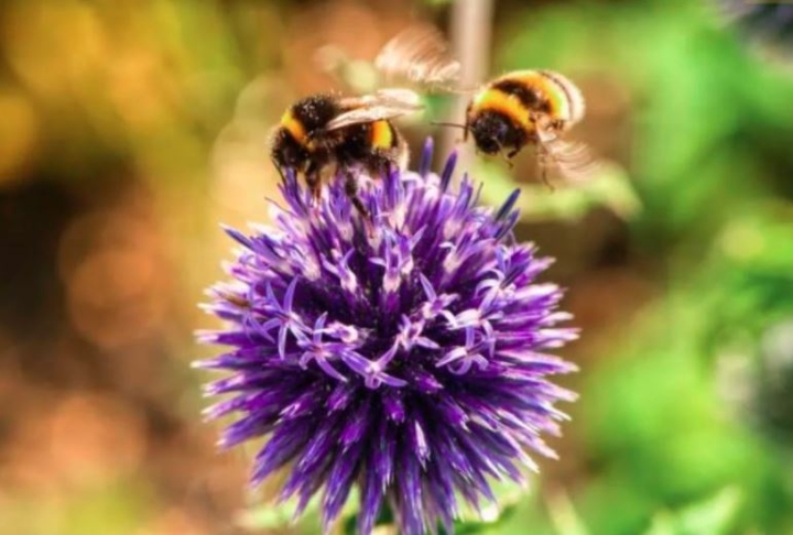 “La contaminación confunde a los insectos polinizadores”: estudio