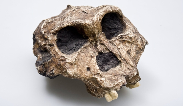 Paranthropus revela sus secretos: logran extraer información molecular de fósiles prehistóricos