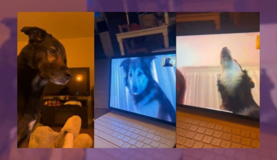 Perritos se ven en videollamada y su reacción es conmovedora