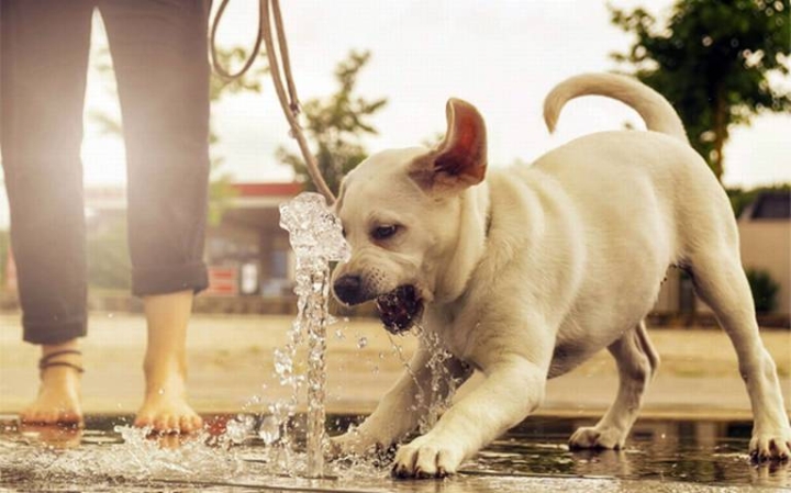 Estos cuidados son importantes para proteger a tu lomito del calor