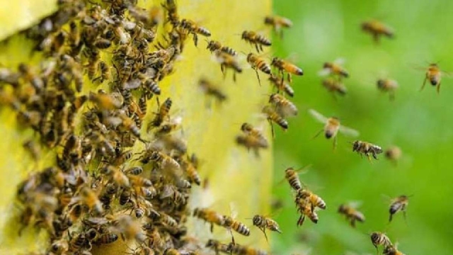 Un ataque de abejas le costó la vida