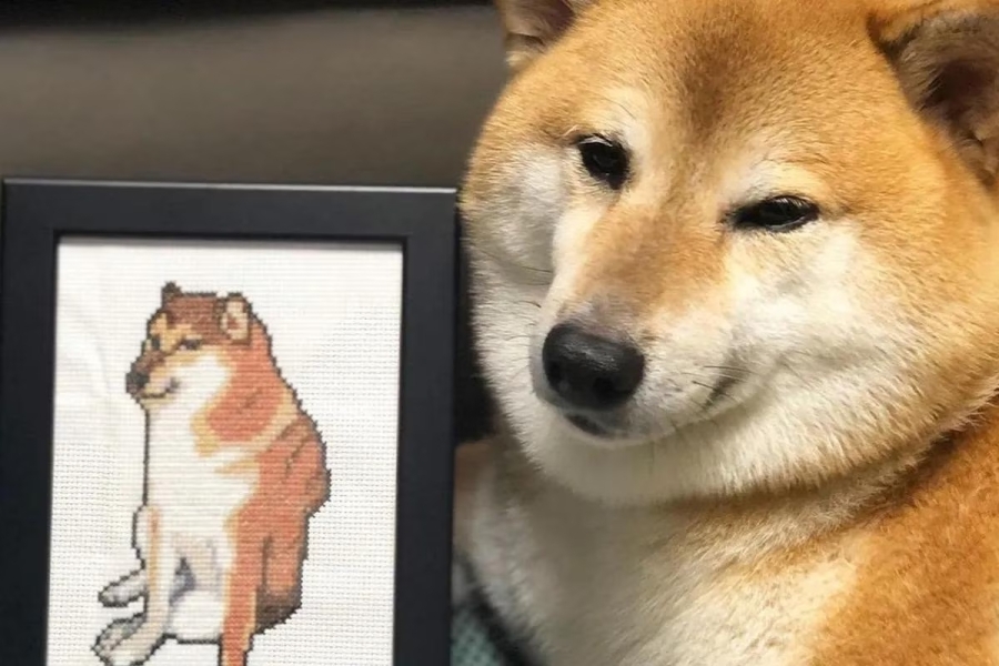 Fallece 'Cheems': El Shiba-Inu que robó nuestros corazones