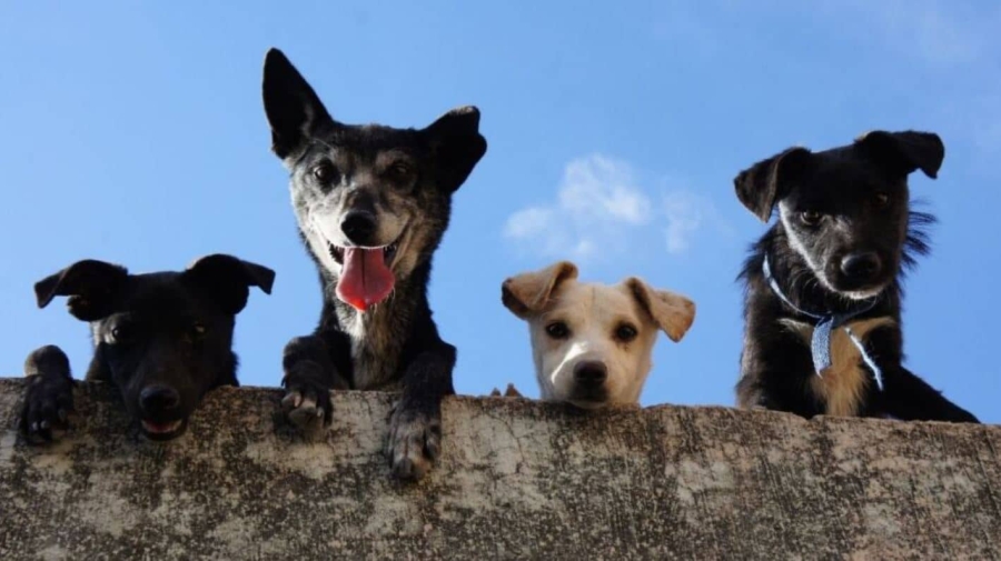 ¿Perros y gatos tendrán su propia identificación en España?